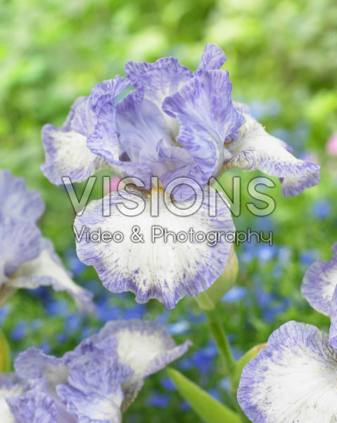 Iris germanica Frothingslosh