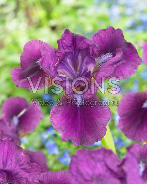 Iris pumila Nambe