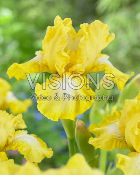 Iris germanica Lemon Pop