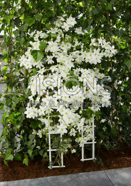 Clematis Avalanche