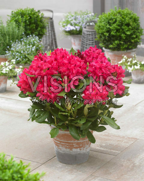 Rhododendron Nova Zembla