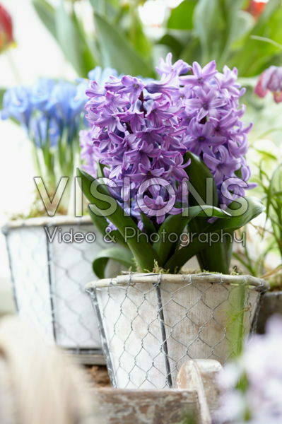 Hyacinthus on pot