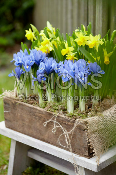 Voorjaarsbloemen in houten kistje