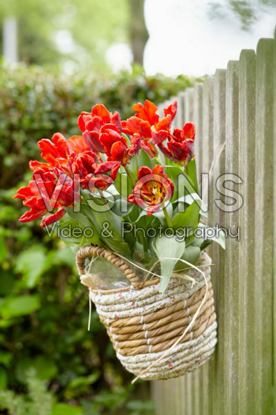 Tulips in hanging basket