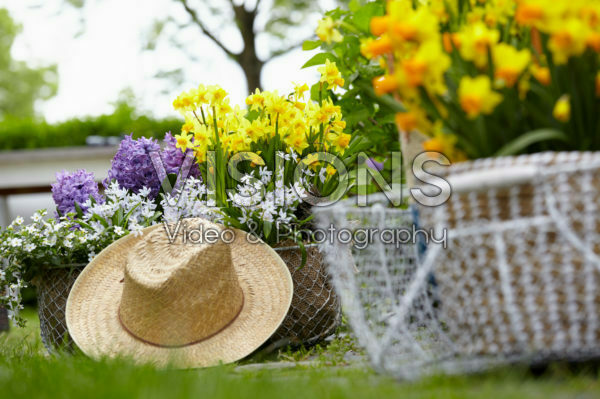 Spring flowers on pot