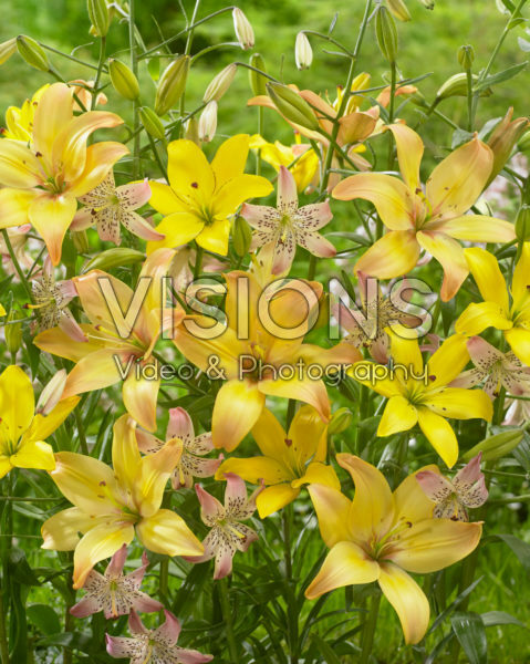 Lilium combination