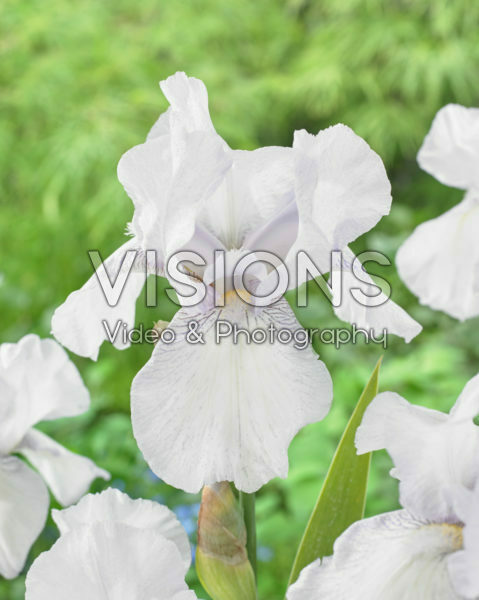 Iris germanica English Cottage