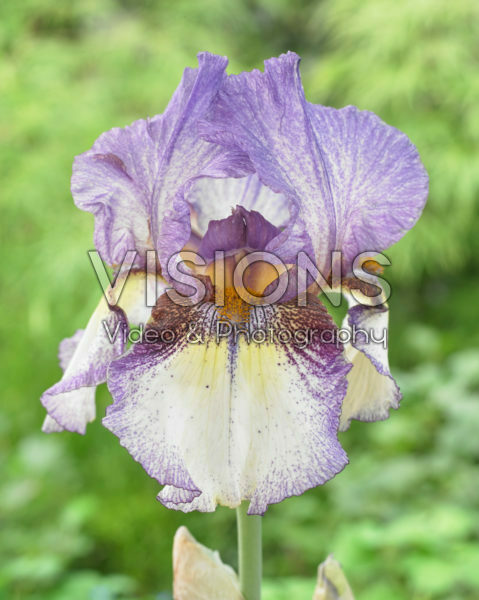 Iris germanica On The Go