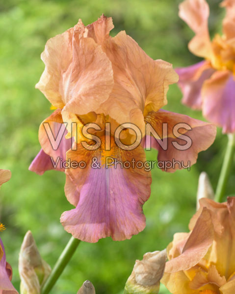 Iris germanica Punchline
