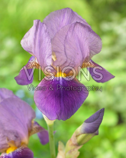 Iris germanica Blue Moon