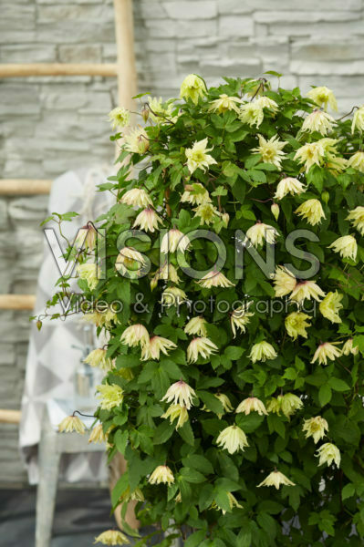 Clematis Amber Clematis Amber