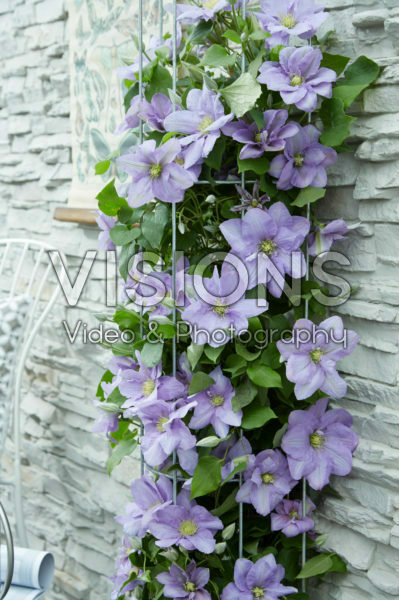 Clematis Cezanne Clematis Cezanne