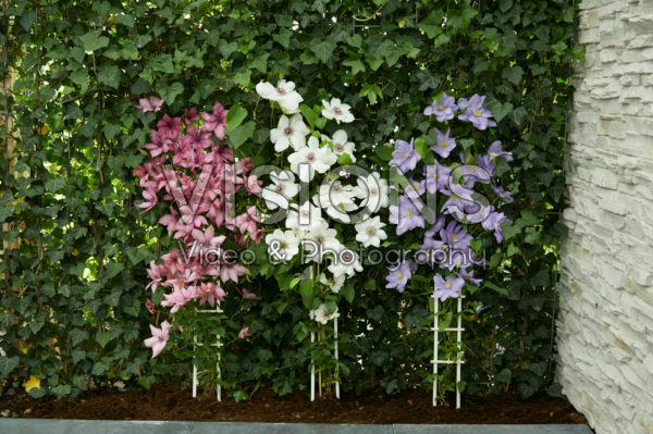Clematis combination Clematis combination