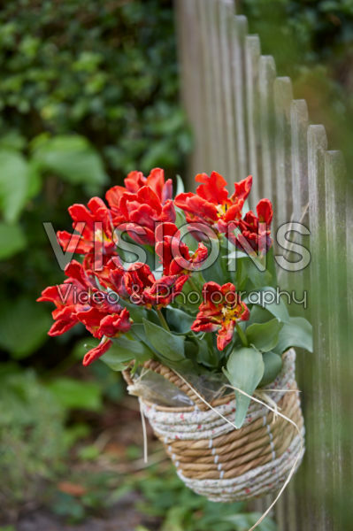 Tulips in hanging basket