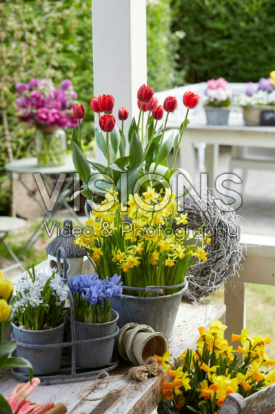 Spring flowers on pot