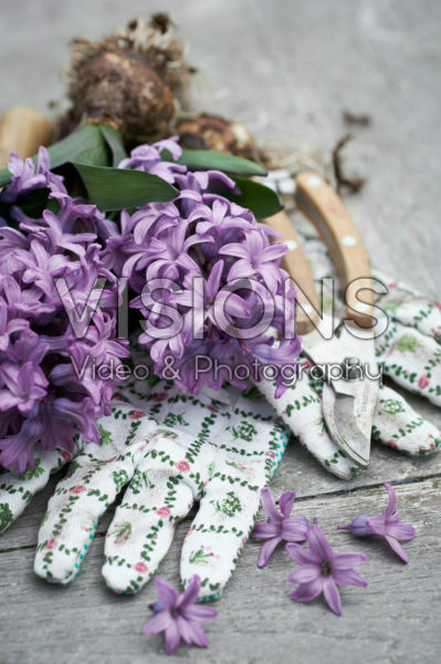 Hyacinthus bloemen