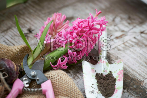 Hyacinthus flowers