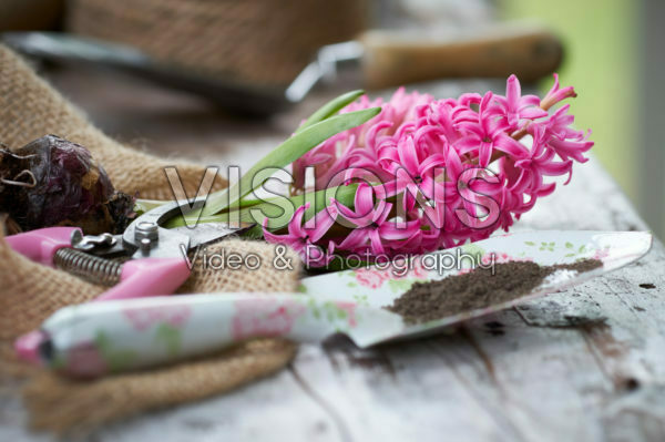 Hyacinthus bloemen