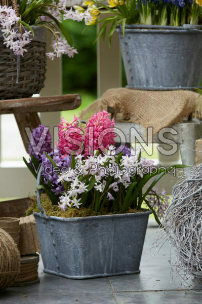 Spring flowers on pot