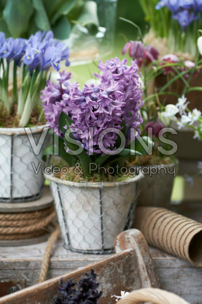 Hyacinthus op pot