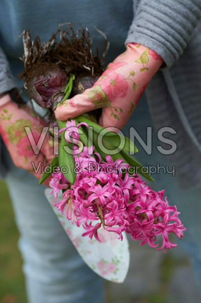 Hyacinthus bulbs