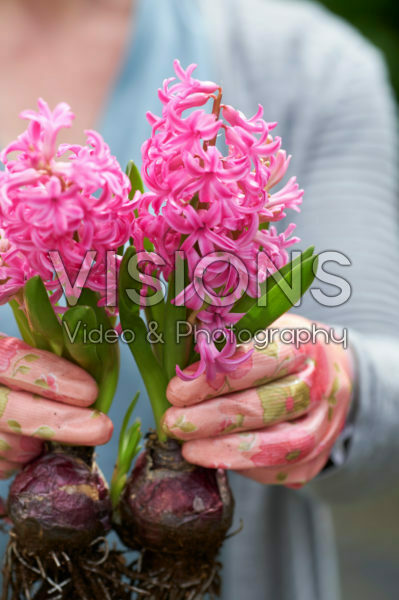 Hyacinthus bulbs