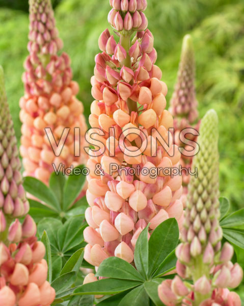 Lupinus Salmon Star