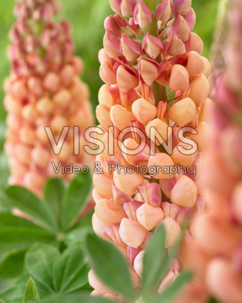 Lupinus Salmon Star