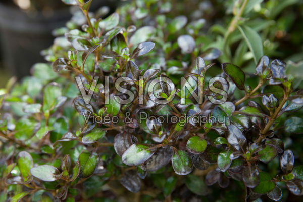Coprosma Midnight Martini Coprosma Midnight Martini
