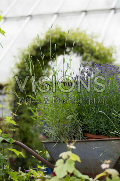 Lavender in wheelbarrow