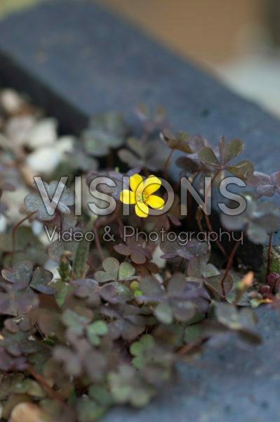 Oxalis corniculata var. atropurpurea
