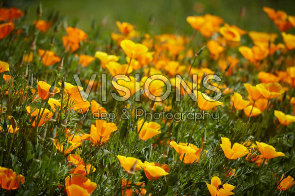 Eschscholzia californica