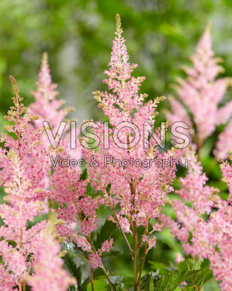 Astilbe Darwin's Dream