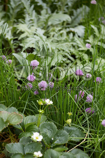 Allium schoenoprasum Allium schoenoprasum