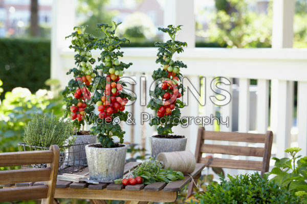 Solanum lycopersicum Farmzy