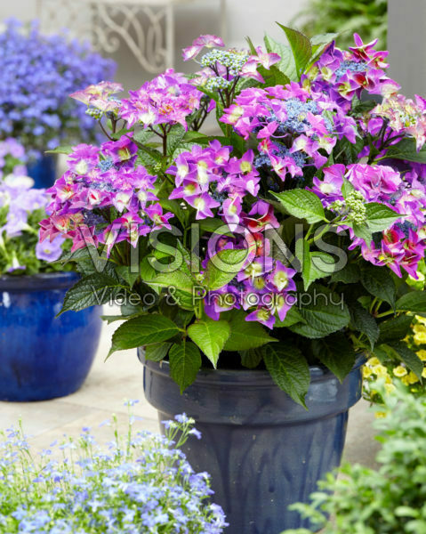 Hydrangea macrophylla Shining Angel® blue