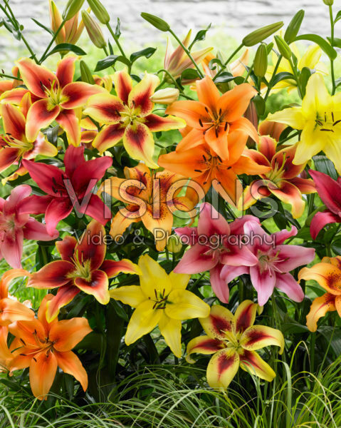 Lilium Montanum & Digitalis flower リトグラフ Lilium (Oriental Grp) 'Gandhara'