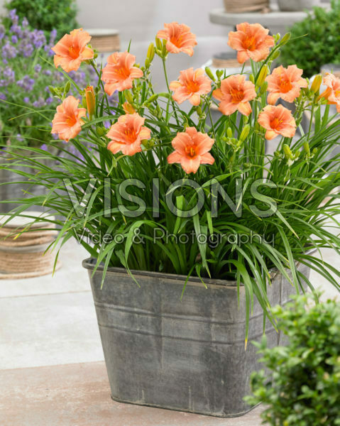 Hemerocallis EveryDaylily™ Pink Wing® Hemerocallis EveryDaylily™ Pink Wing®