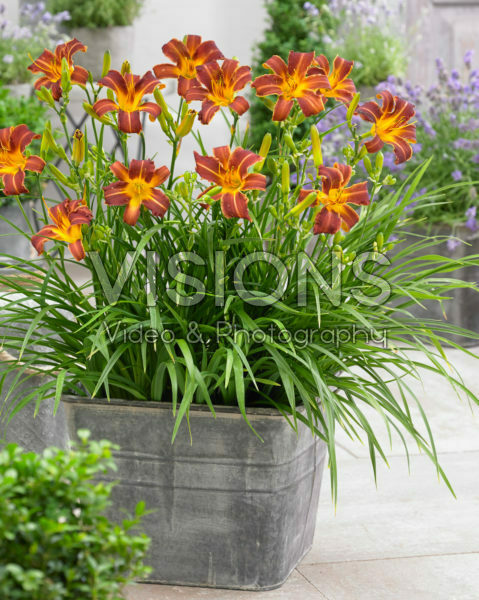 Hemerocallis EveryDaylily™ Red Rib® Hemerocallis EveryDaylily™ Red Rib®