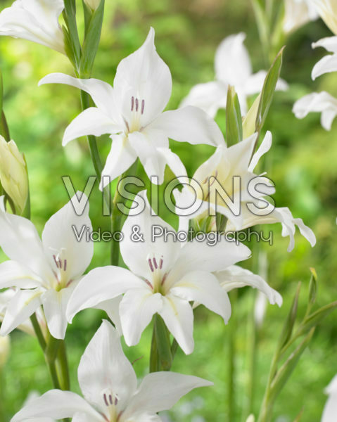 Gladiolus colvillii Albus