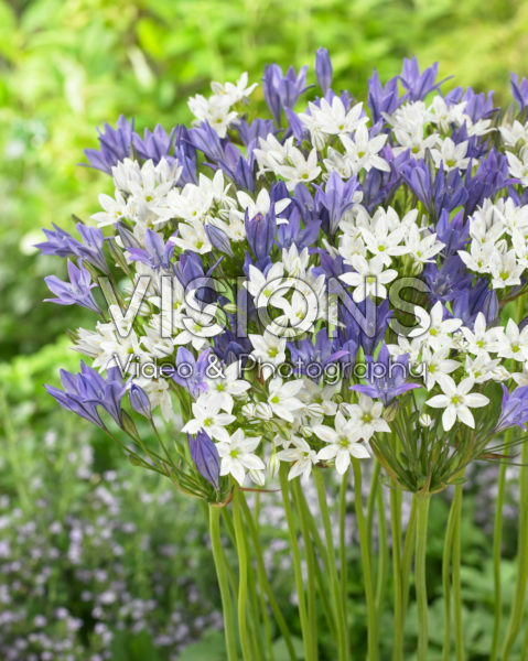 Triteleia hyacinthina, Triteleia laxa Corrina Triteleia hyacinthina, Triteleia laxa Corrina