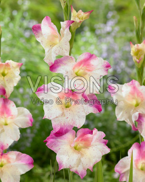 Gladiolus colvillii bicolour