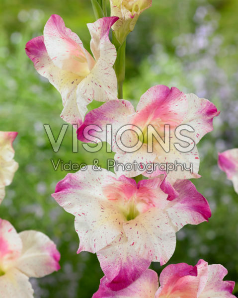 Gladiolus colvillii tweekleurig Gladiolus colvillii tweekleurig