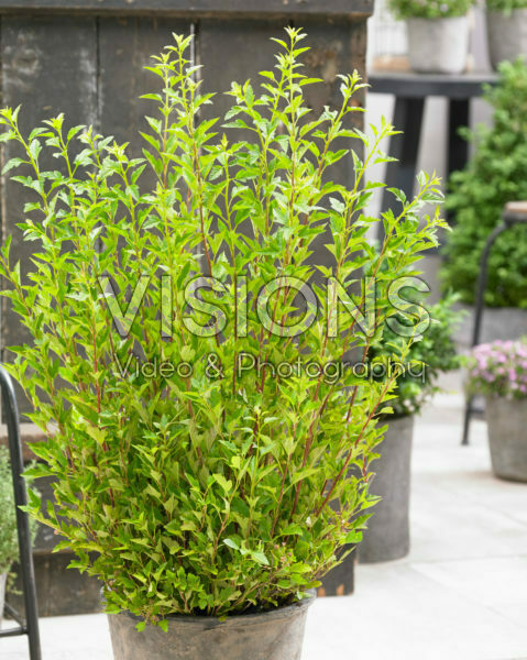 Physocarpus opulifolius Little Greeny Physocarpus opulifolius Little Greeny