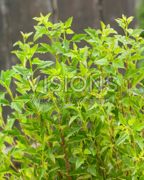 Physocarpus opulifolius Little Greeny Physocarpus opulifolius Little Greeny