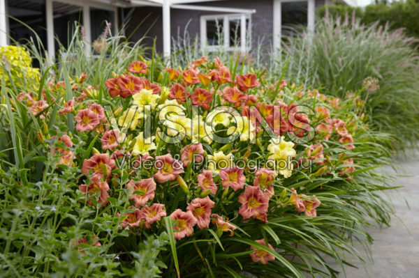Hemerocallis EveryDaylily™ Rose®, Cream® and Red Ribs® Hemerocallis EveryDaylily™ Rose®, Cream® and Red Ribs®