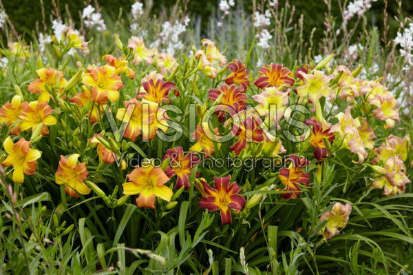 Hemerocallis EveryDaylily™ Punch Yellow®, Red Ribs®, Pink Cream®