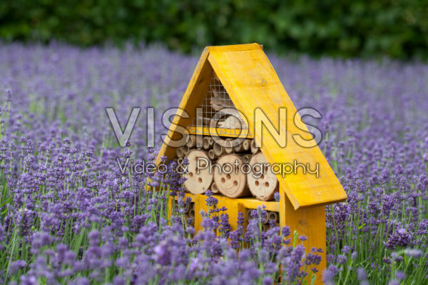 Insect hotel in lavender field