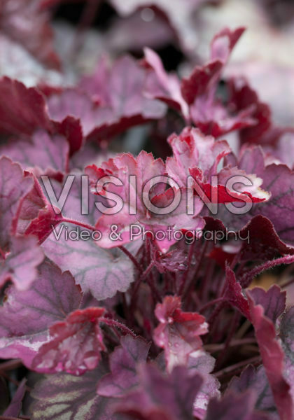 Heuchera Carnival Plum Crazy Heuchera Carnival Plum Crazy