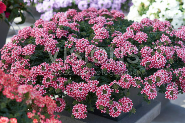 Verbena Lanai Candy Cane Verbena Lanai Candy Cane
